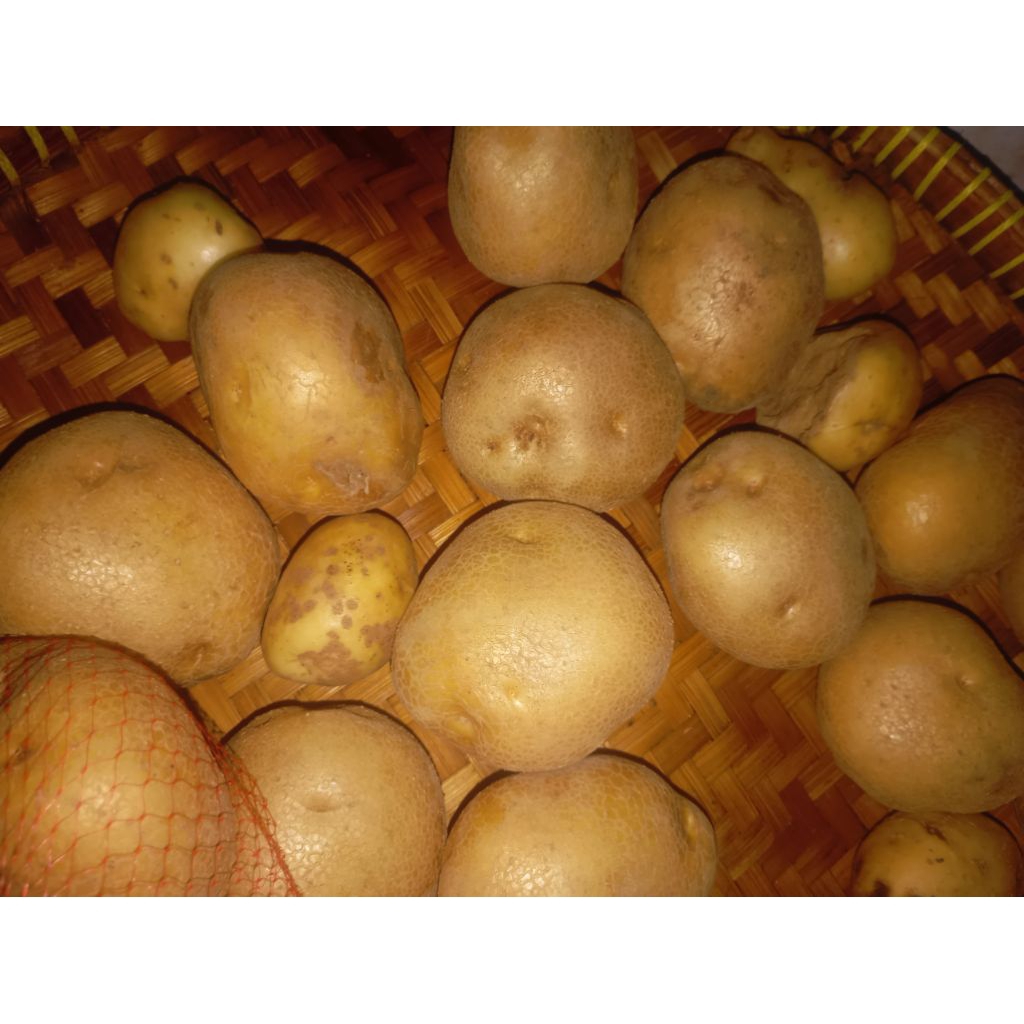 

kentang fresh ukuran besar dan kecil