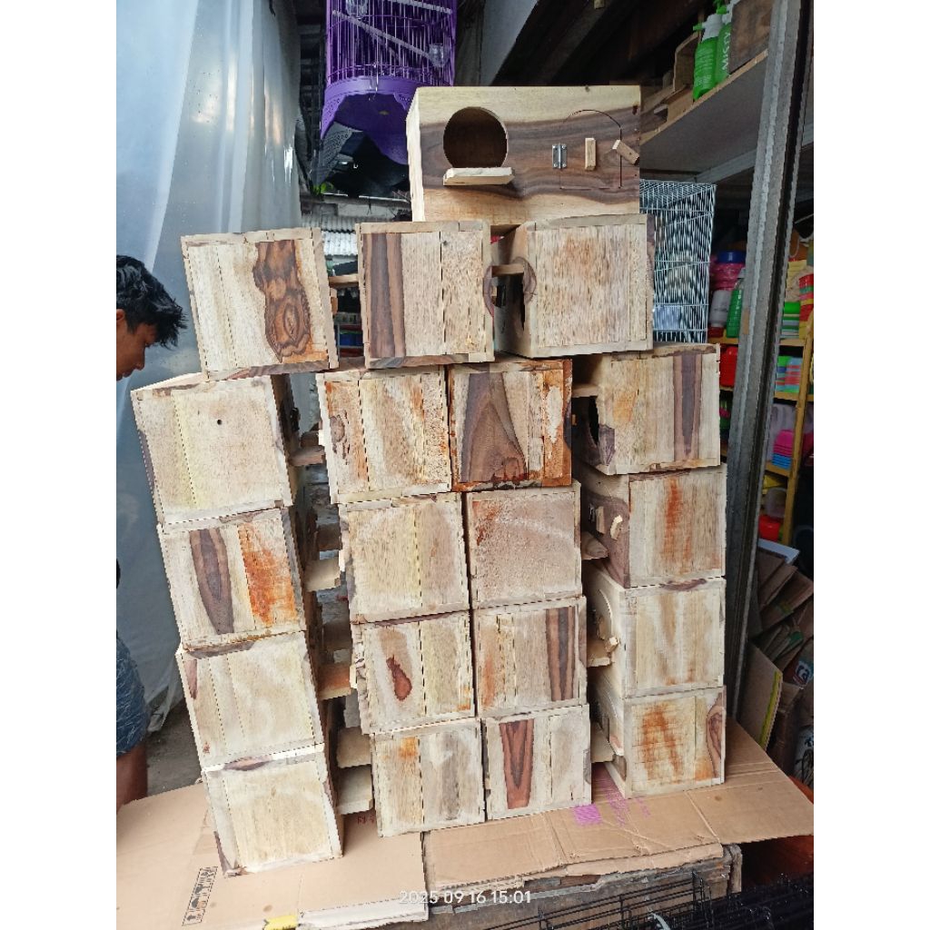 Glodok Habitat Falk/Parkit Australia/Betet Sumatera