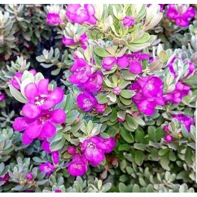 [Langka] Leucophyllum Frutescens / Texas Ranger/ Texas Sage / Hijau Perak Bibit Tanaman Hias Bunga