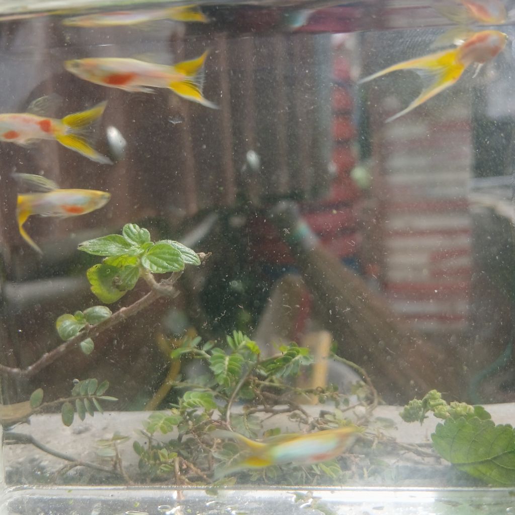 guppy BBSDS blonde blue star double sword