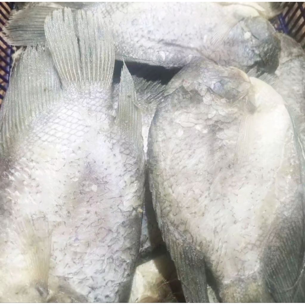 

Ikan Asin Gurame Ukuran Sedang