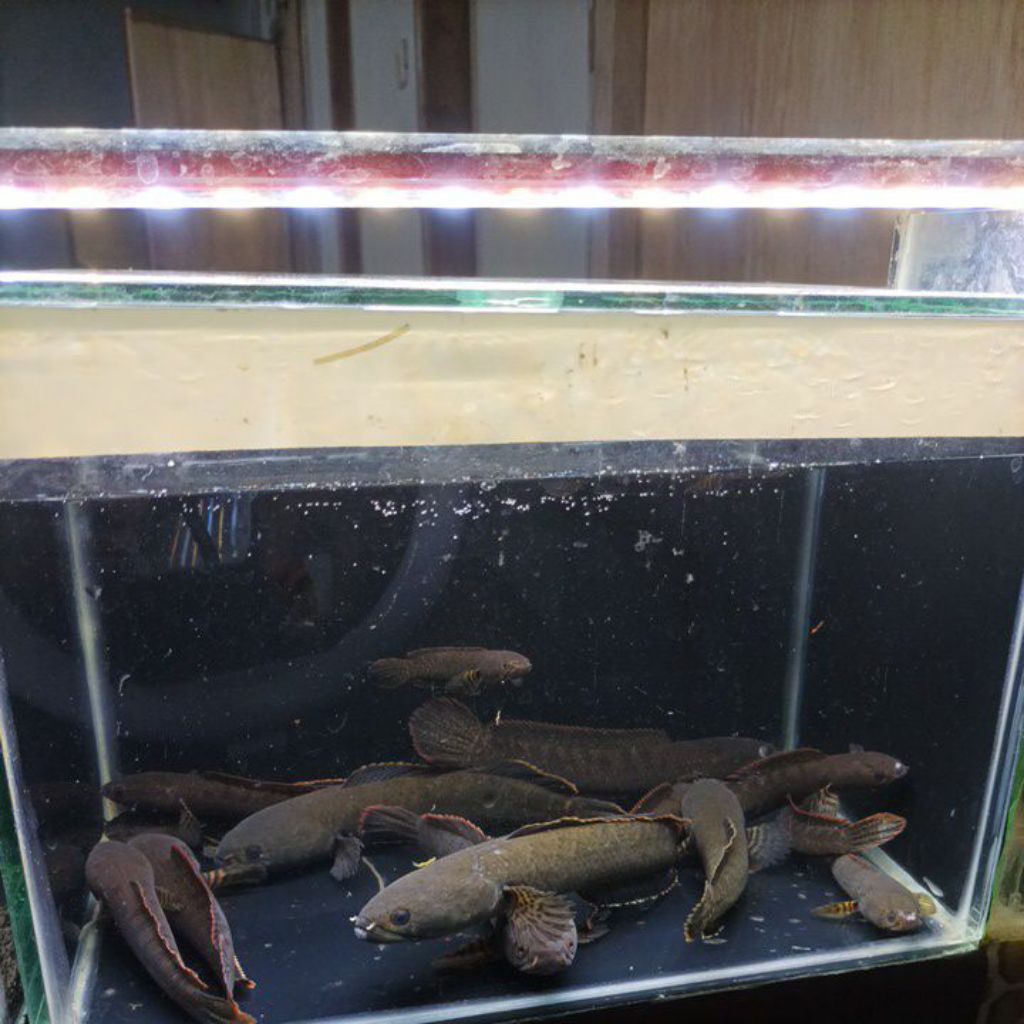 limbata ombyok wc lawu