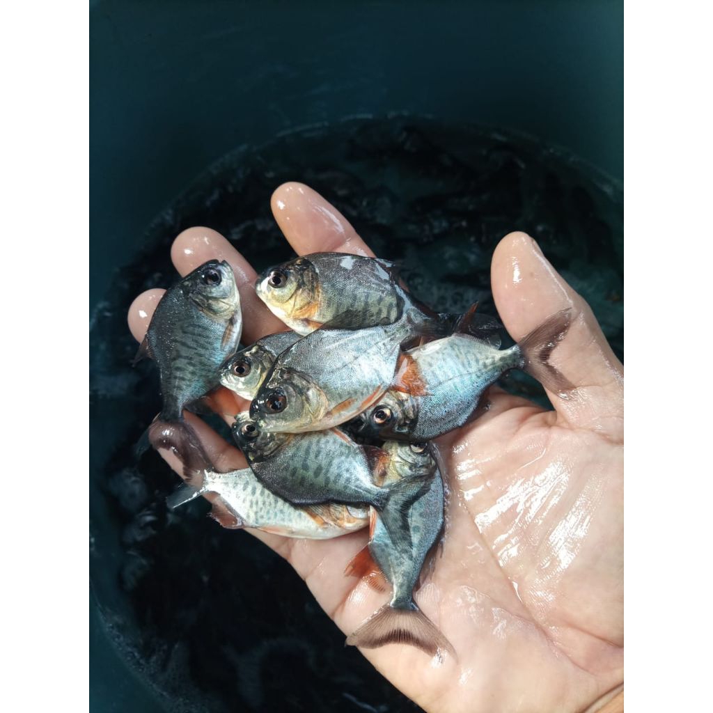 bibit ikan bawal ukuran silet