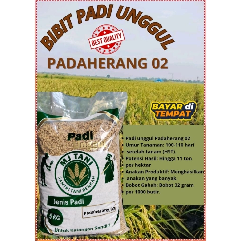 New bibit padi unggul PADAHERANG02 5KG hasil melimpag