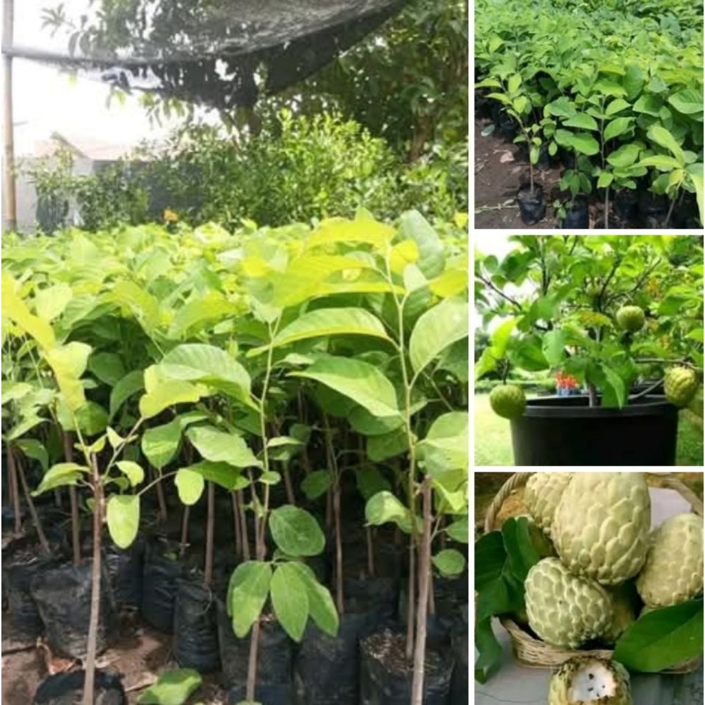 bibit srikaya jumbo tanpa biji CPT berbuah beli 3 bonus 1