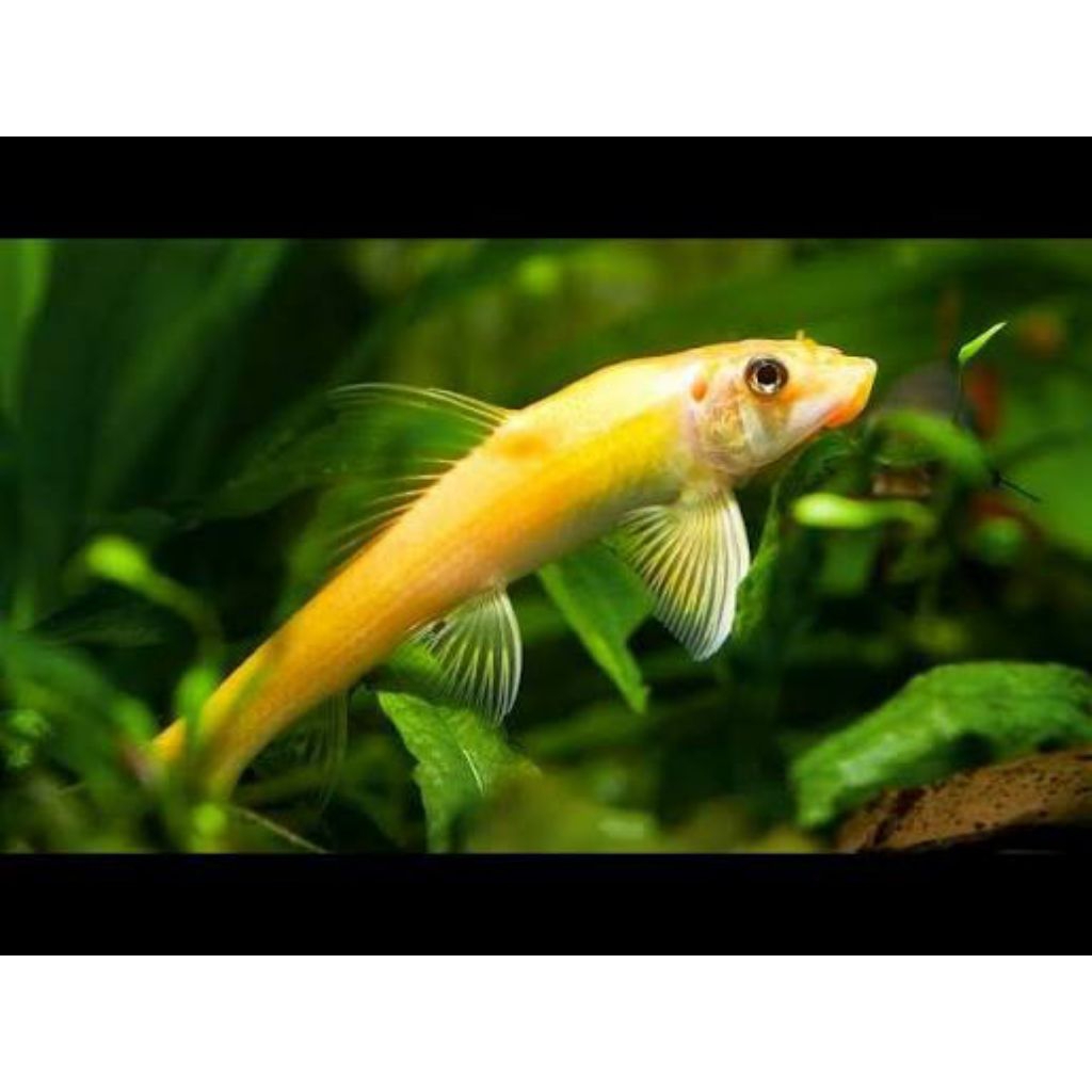 ikan cae / chinese algae eater pembersih aquascape