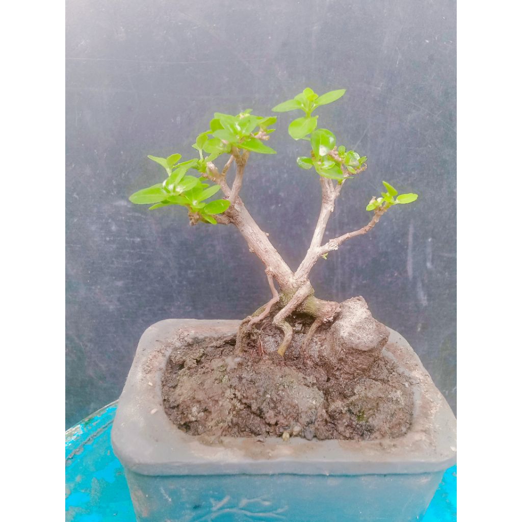 bonsai Sancang mini