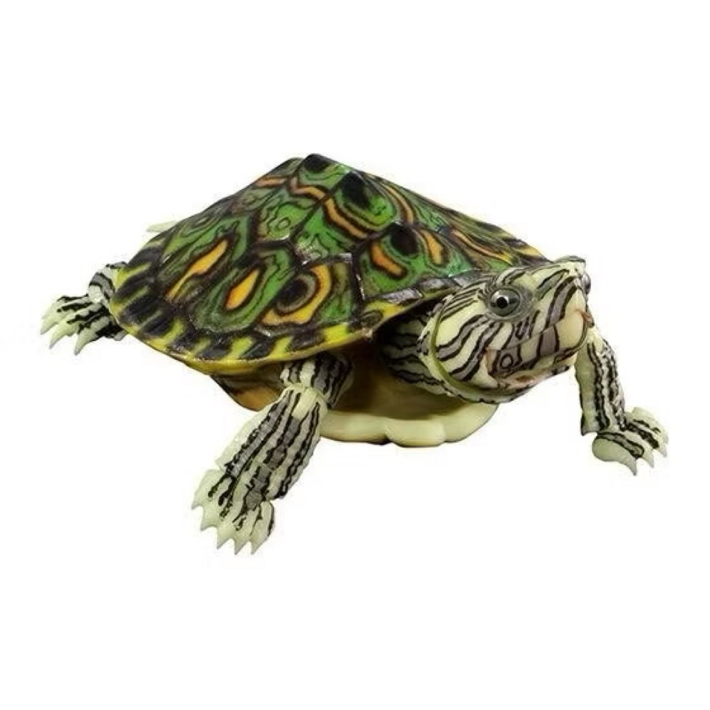[trachemys venusta peacock slider] premium ikimono figure Turtle 01 bandai gashapon capsule toy kura