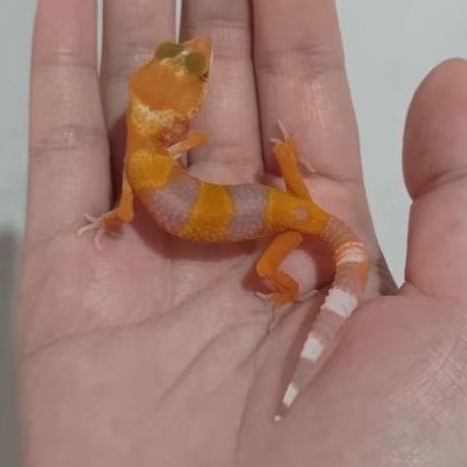 Custom Order Gecko Sunglow ( SUN 25-4 )
