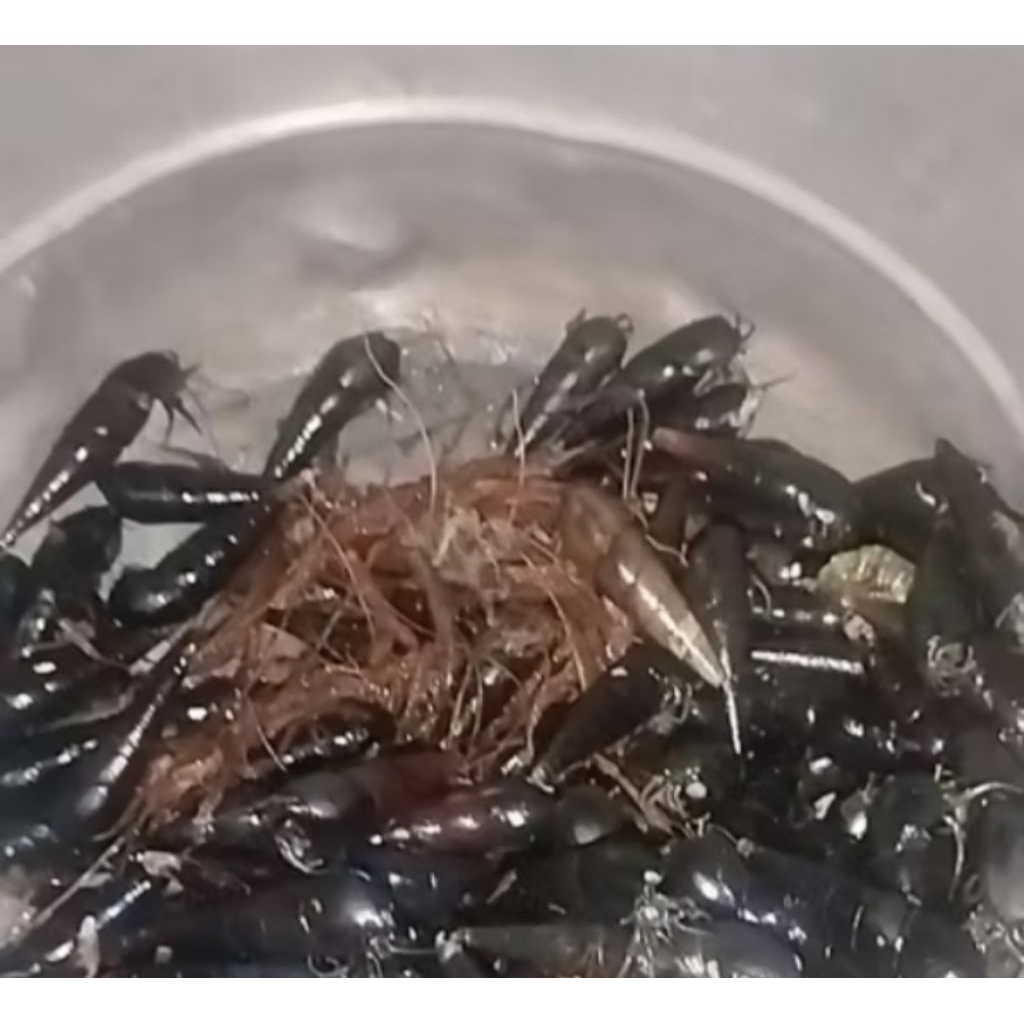 umpan pancing Kelomang/kelomang kerucut 1kg
