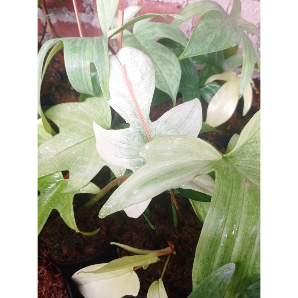 Philodendron Florida Ghost| Philodendron| Florida Ghost