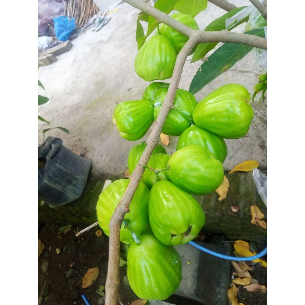 Bibit Jambu Cincalo Tebu