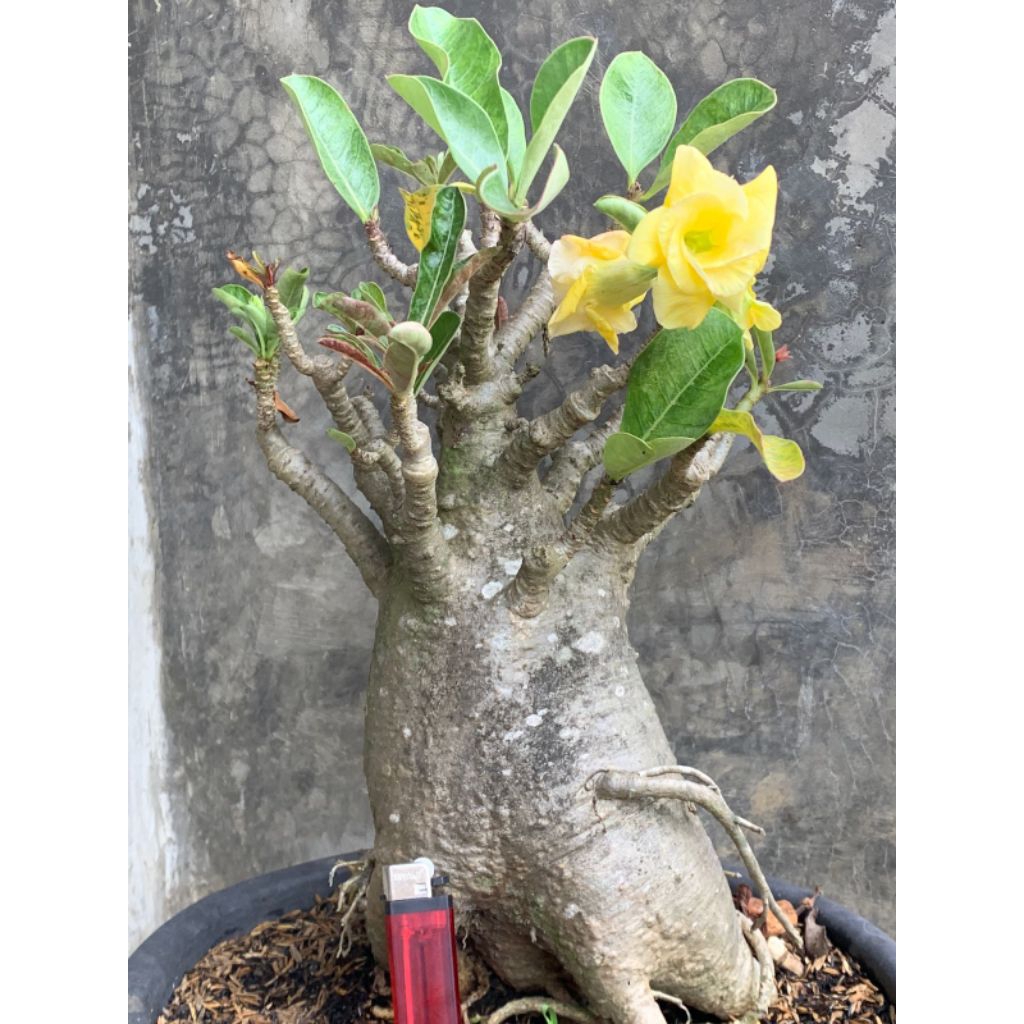 BONSAI ADENIUM JUMBO KAMBOJA JEPANG GRAFTING TUMPUK