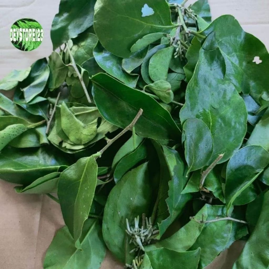 

MURAH!! HERBAL DAUN BENALU / DAUN KEMADUAN PER 500 GERAM