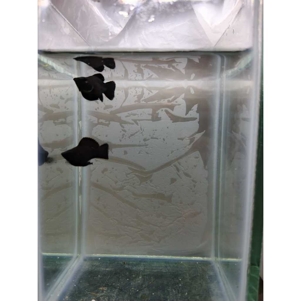 Ikan Hias Balon Black Molly