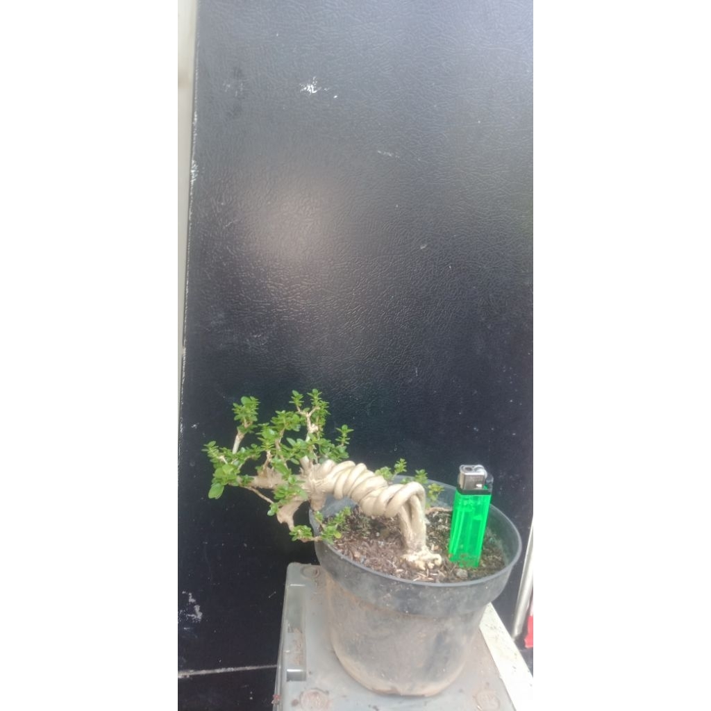 bonsai sancang siap pajang