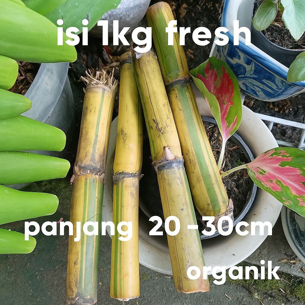 batang tebu kuning manis 1 kg fresh