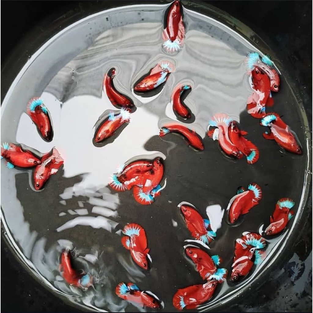 cupang fccp bahan kontes mu merah pekat