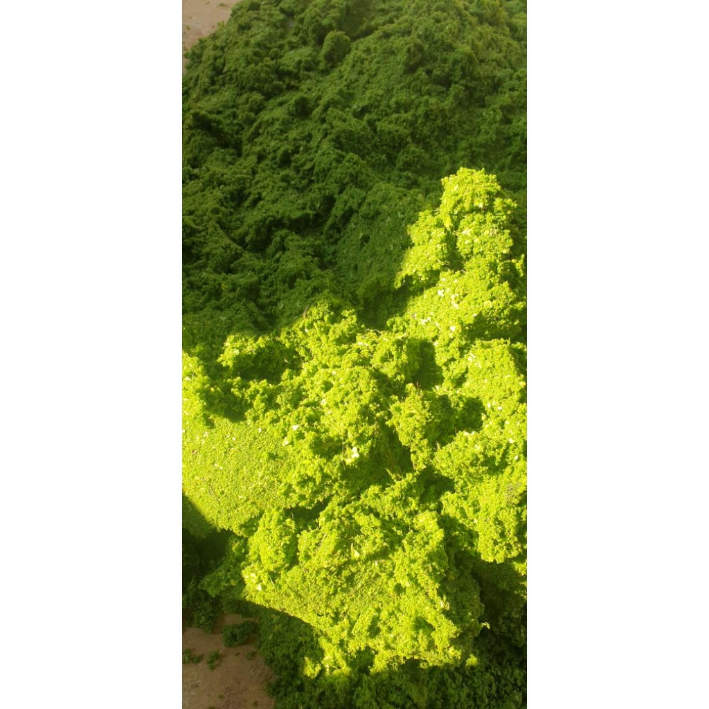 Wolffia pakan ikan / ternak 1 kg