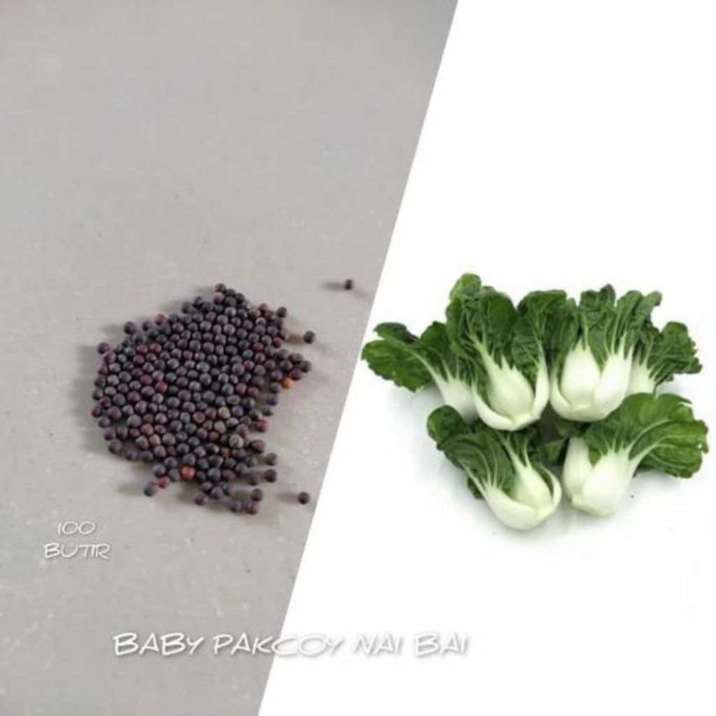 ( 100 BUTIR ) BENIH SAWI BABY PAKCOY ( SAWI NAI BAI )