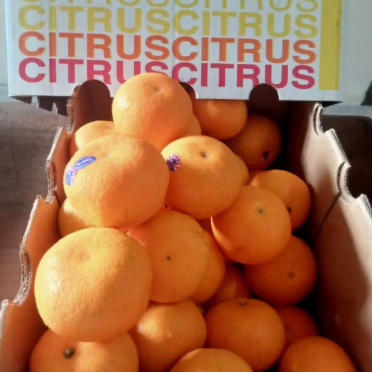 JERUK HONEY MANDARIN MANISS FULL/DUS 9KG