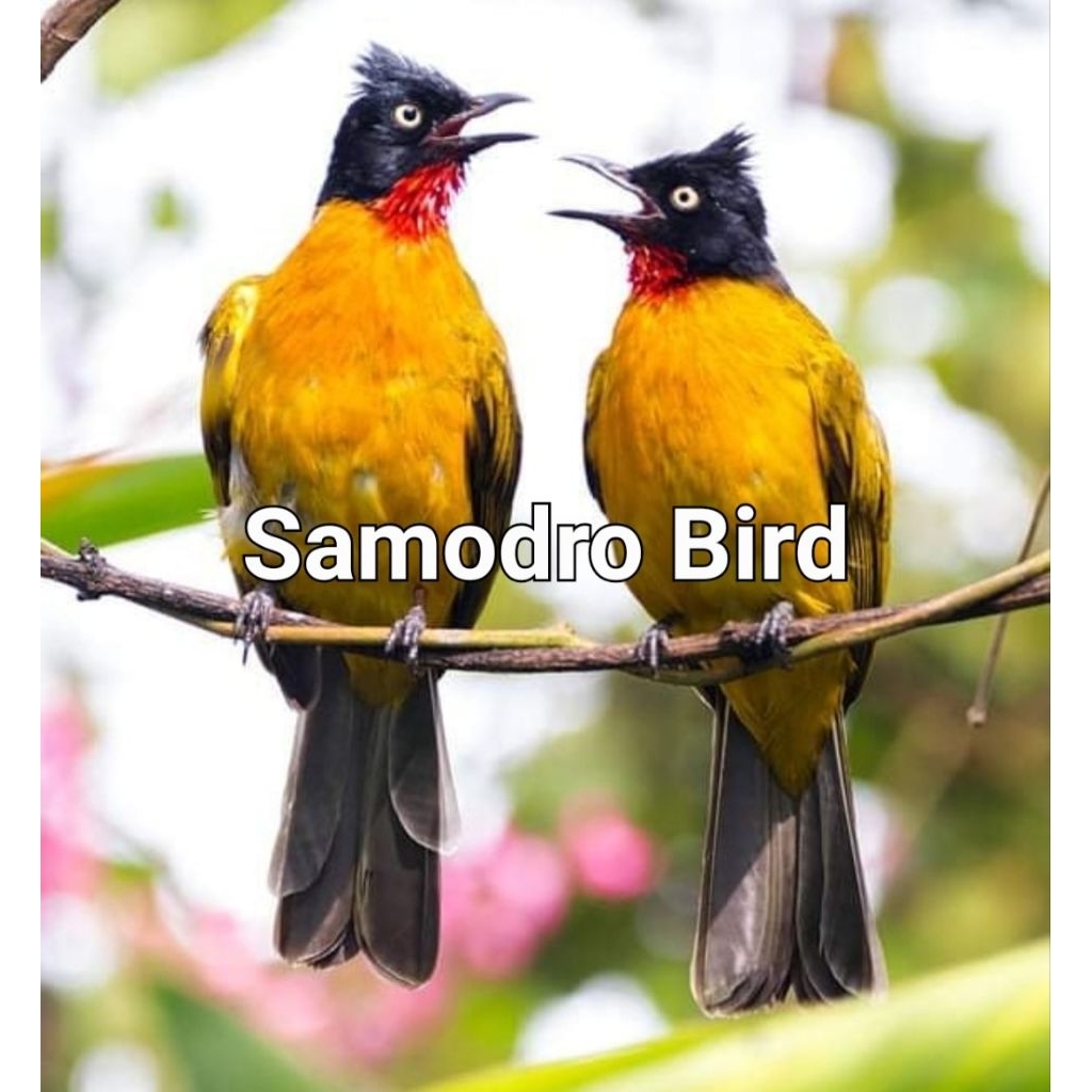 Burung Kutilang Emas Sepasang Khusus Mulus Pur Total