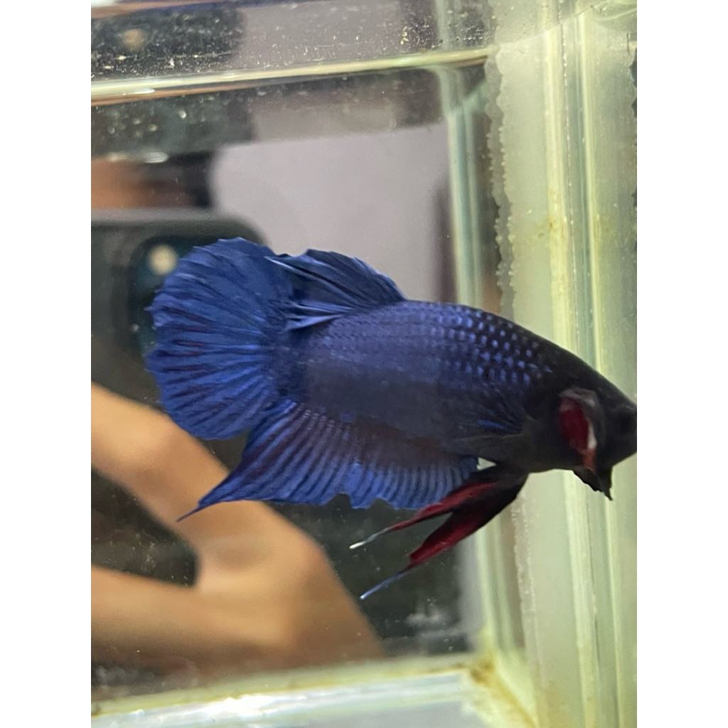 bagan super mds x lampung siap adu