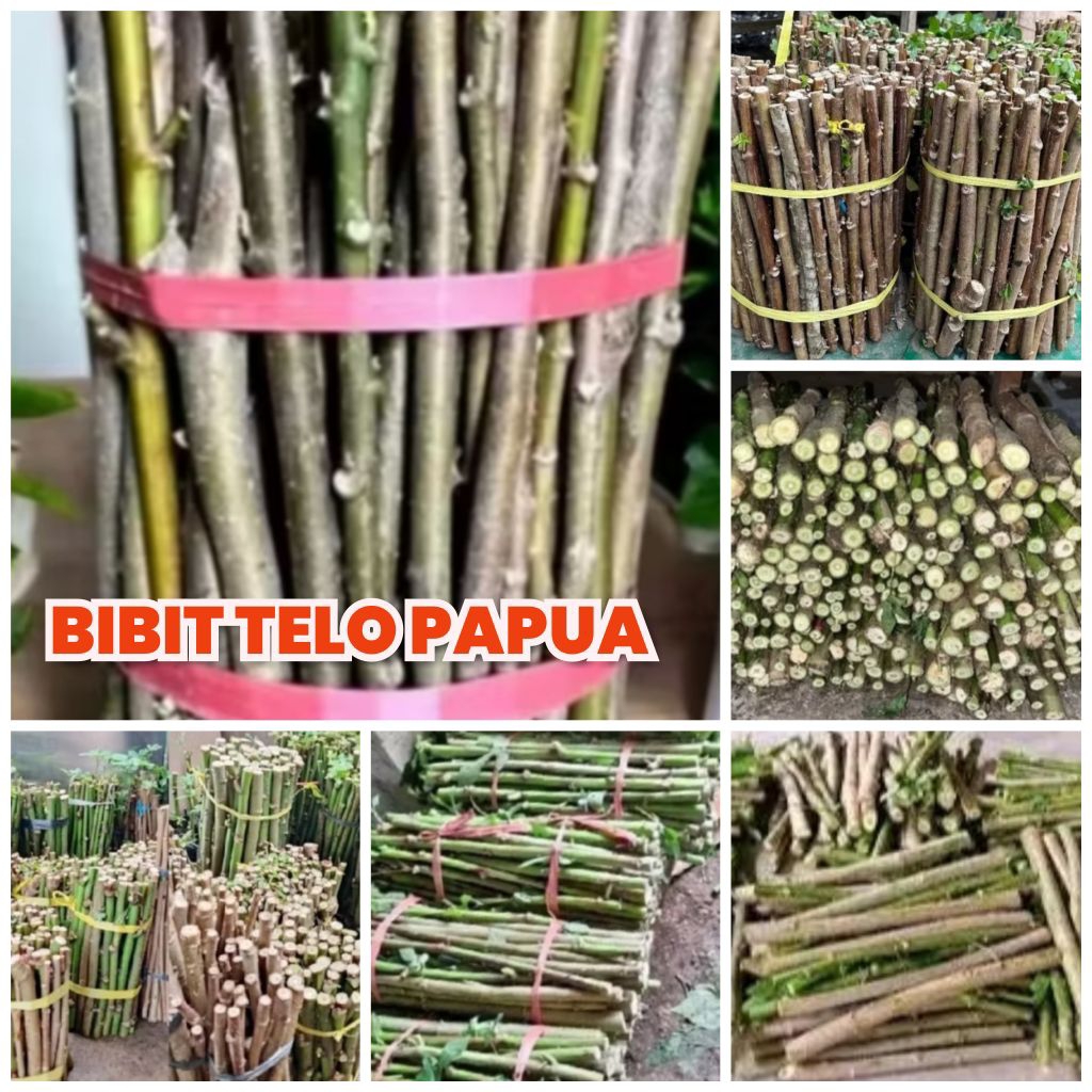 Telo papua singkong papua