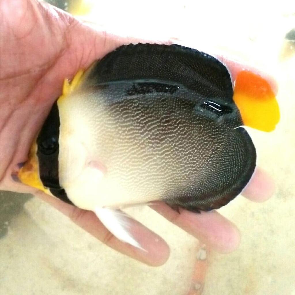 Ikan Hias Laut Kepe Marmut