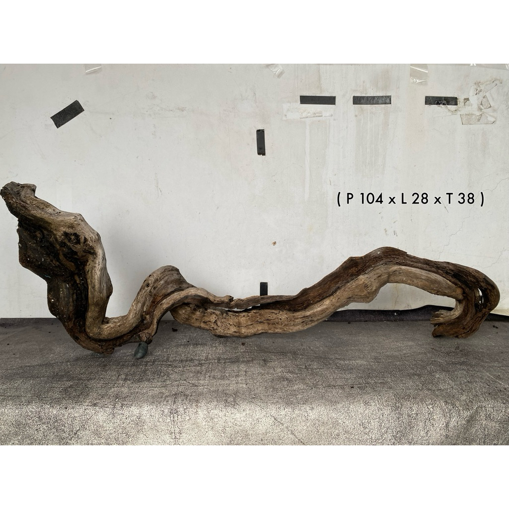 kayu santigi laut akuarium