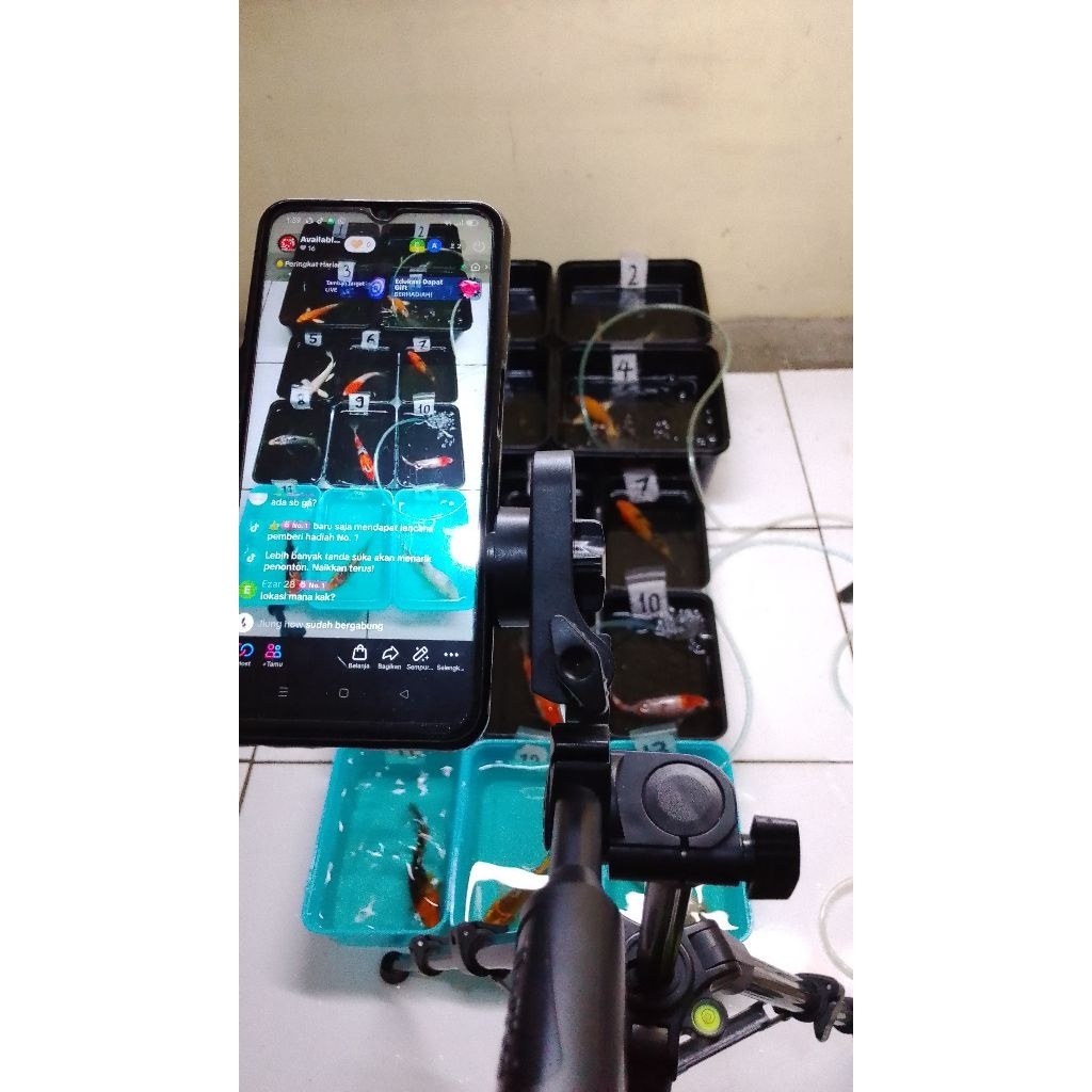 Shirokoi Showa tanco