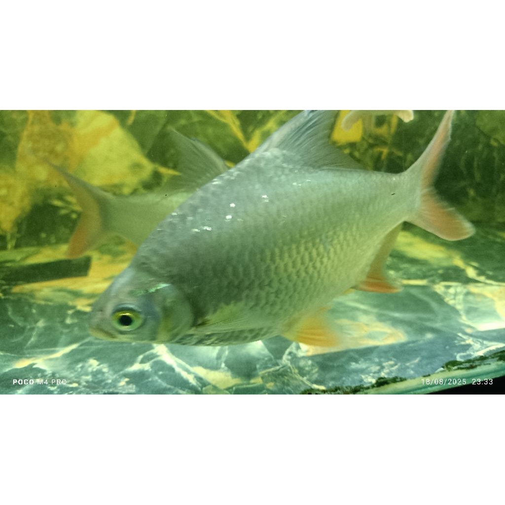 Hiasan Kaviat Green -+5 Jari