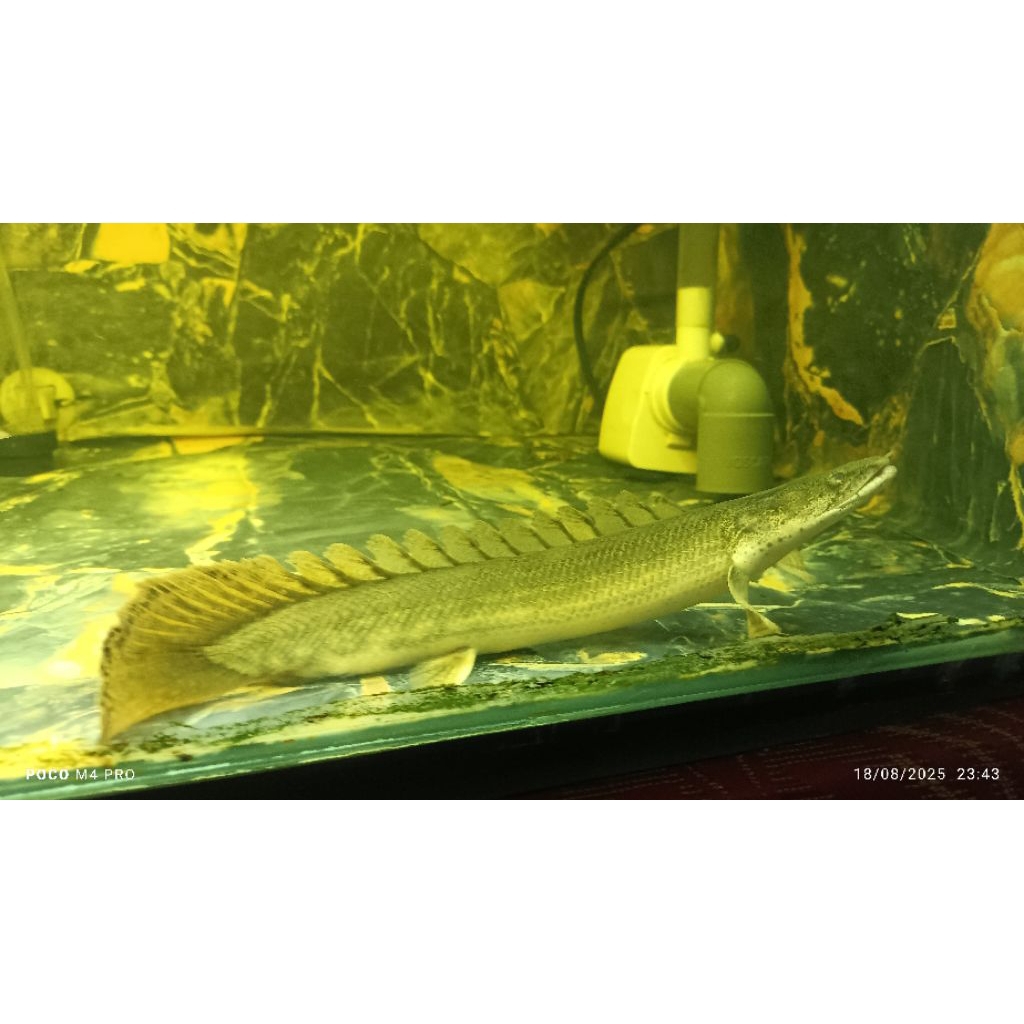 Hiasan Palmas Lapradei -+28cm