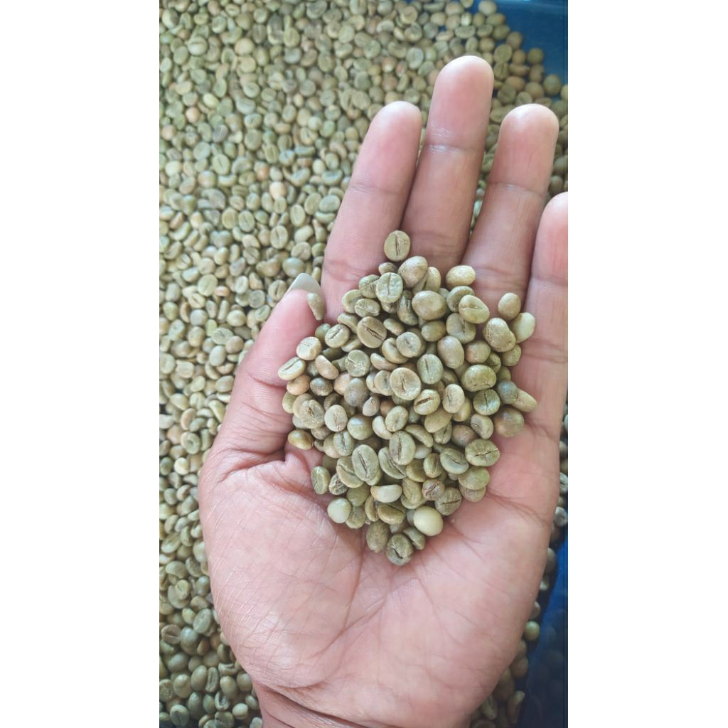 

Biji Kopi Robusta asli Lereng Muria