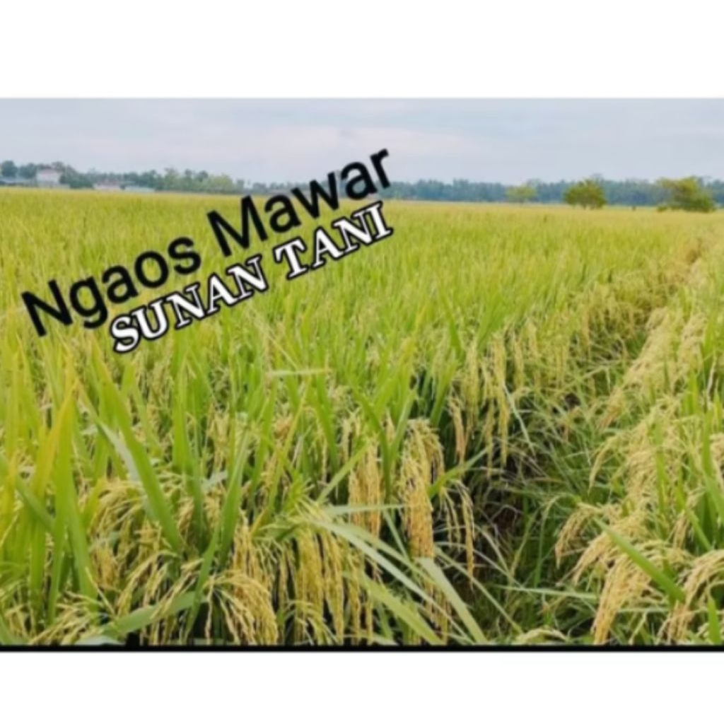 BENIH PADI NGAOS MAWAR WANGI TERBARU ORIGINAL  5 KG