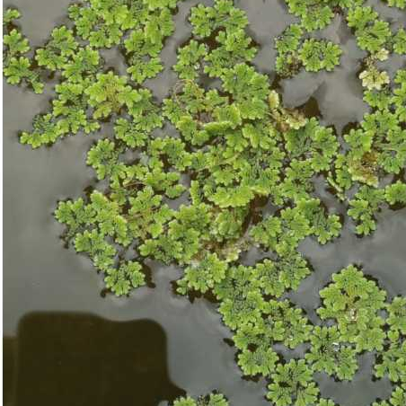 azolla microphylla pakan ternak