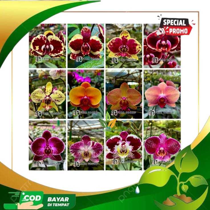 seedling anggrek bulan hybrid - bibit anggrek bulan berkualitas