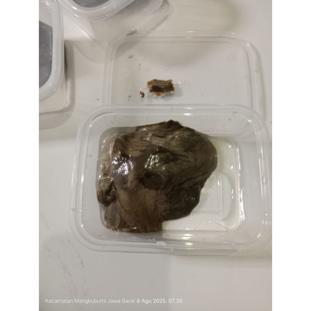 pulut 50 gram pulut silegit lengket tidak mudah lepas anti moncel