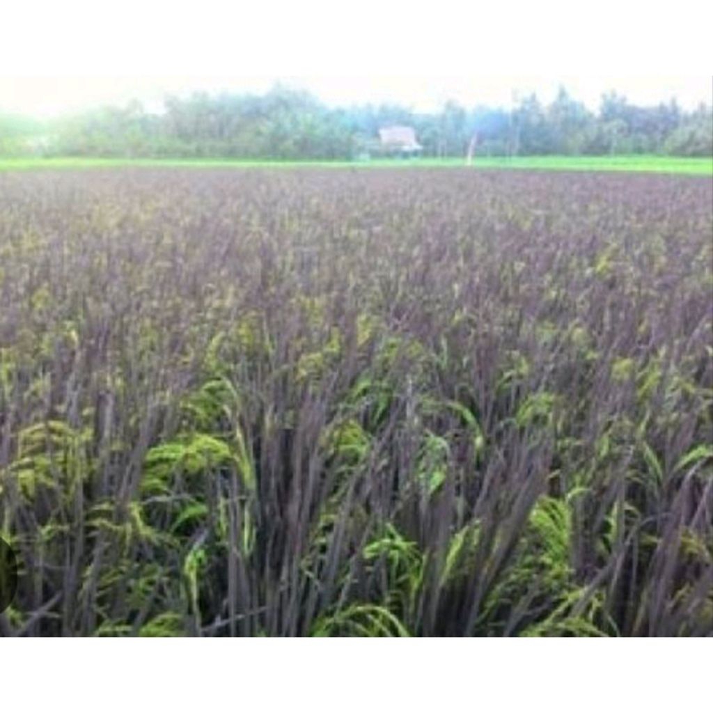 BENIH PADI BLACK MADRAS kemasan 1kg