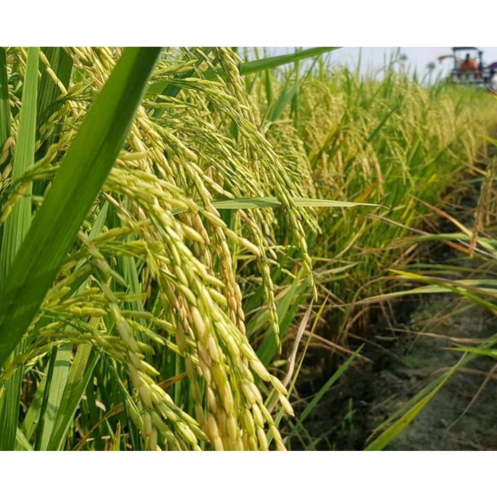 Benih Padi Unggul Tongkol2 1kg / Bibit Padi Tongkol 2 1kg