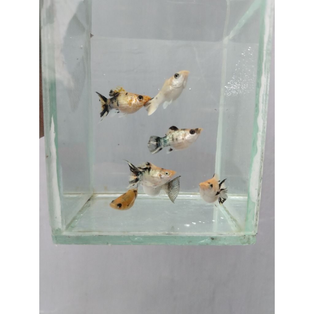 Ikan Hias Air Tawar Moly Lemon Hiasan Akuarium