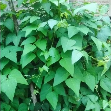 Bibit sayur kacang koro/buah koro