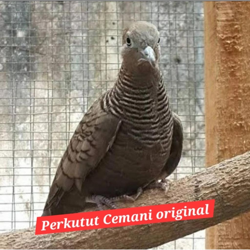 perkutut cemani jantan original