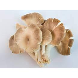 

Jamur tiram coklat segar dan berkualitas bandung