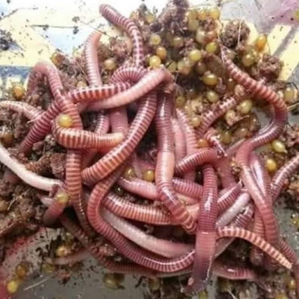 Cacing Tanah Hidup Lumbricus ANC Kalung Merah Pakan Ikan