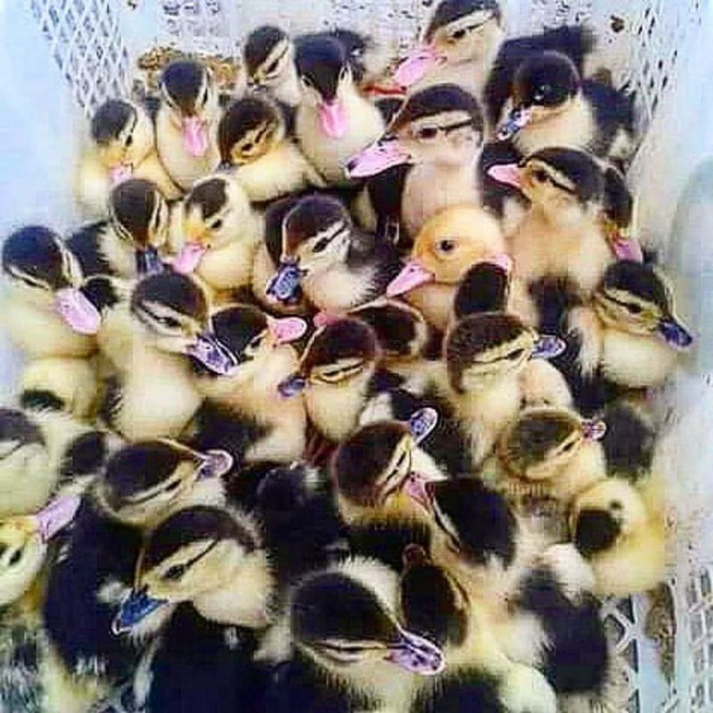 Bibit Bebek Entok - Dod Entok - Anak Bebek Entok - Entog - Mentok