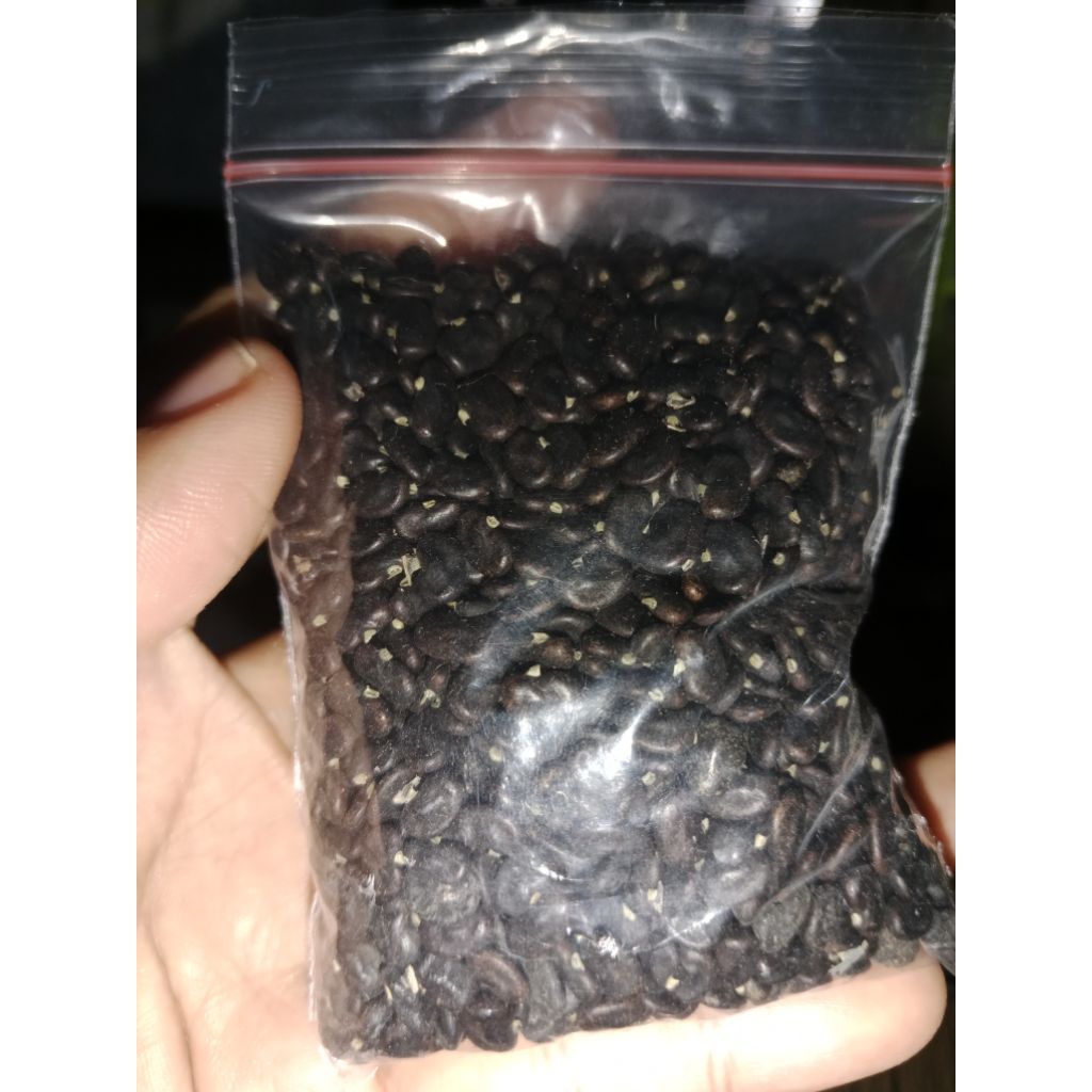 BIJI UNTUK KOLASE | MEDIA / BAHAN PRAKARYA KOLASE | ANEKA BIJI BIJIAN