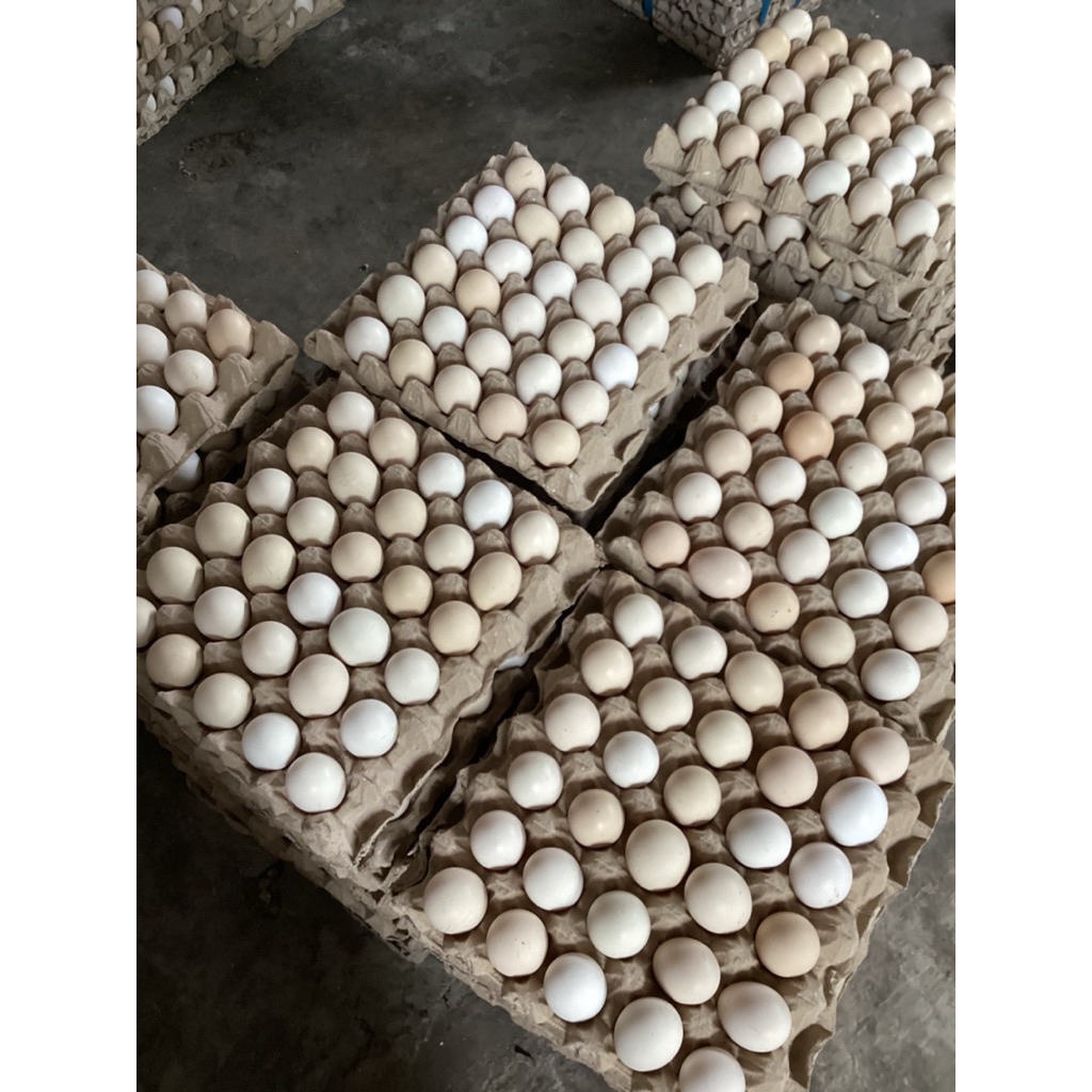 TELUR FERTIL AYAM ARAB UNTUK DI KONSUMSI