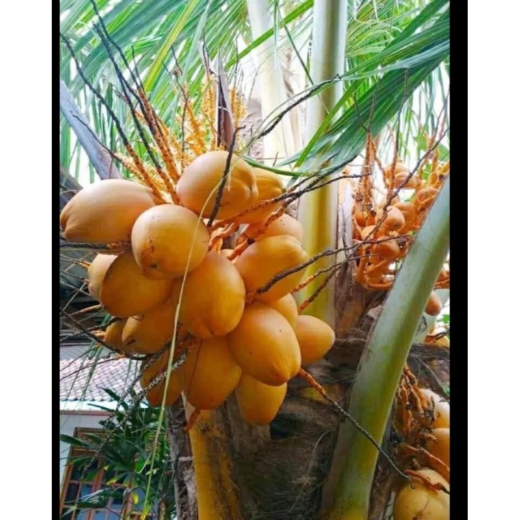 kelapa gading kuning