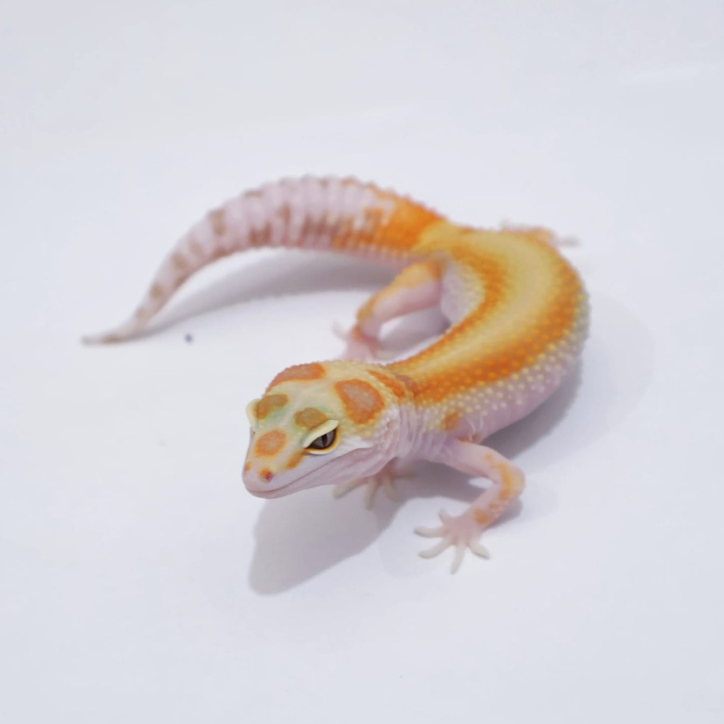 Gecko Wy Aptor Cantik